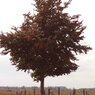 Atropurpurea