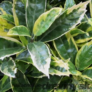 Aukuba japonská Variegata 25/35 cm, v črepníku Aucuba japonica sulphurea variegata