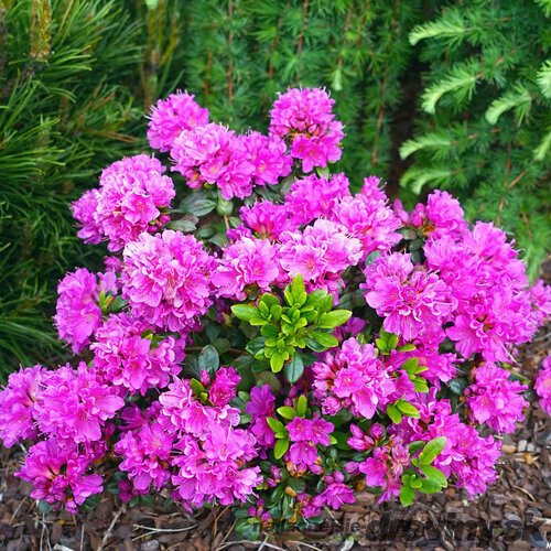Azalka japonská Anne Frank - purpúrová, výška 20/+ cm, v črepníku Azalea japonica Anne Frank