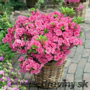 Azalka japonská Hachbabu, výška 20/+ cm, v črepníku Azalea japonica ‘Hachbabu‘