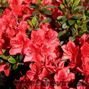 Azalka japonská ‘Hot Shot Variegata‘, výška 20/+ cm, v črepníku Azalea japonica ‘Hot Shot Variegata‘