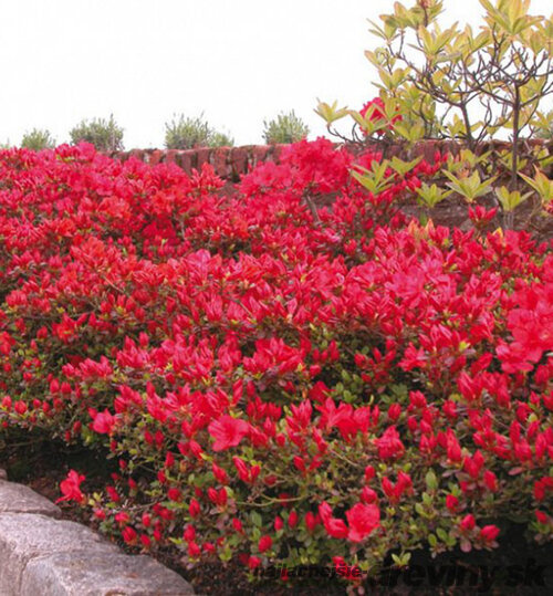 Azalka japonská Moederkensdao, výška 20/+ cm, v črepníku Azalea japonica Moederkensdao