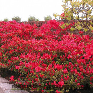 Azalka japonská Moederkensdao, výška 20/+ cm, v črepníku Azalea japonica Moederkensdao