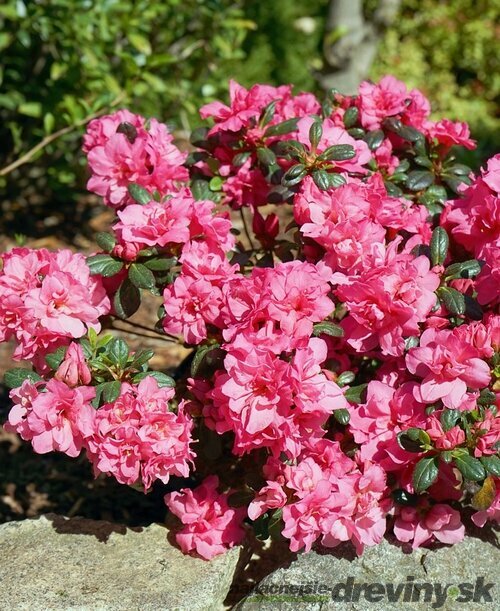 Azalka japonská ‘Rokoko‘ - ružová, výška 20/+ cm, v črepníku 2l Azalea japonica ‘Rokoko‘