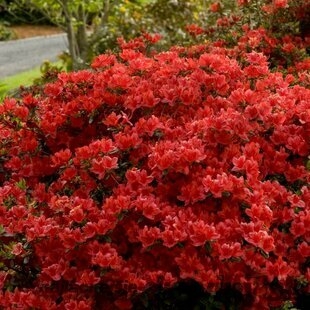 Azalka japonská XL, výška 80/100 cm, v črepníku Azalea japonica