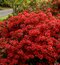 Azalka japonská XL, výška 80/100 cm, v črepníku Azalea japonica