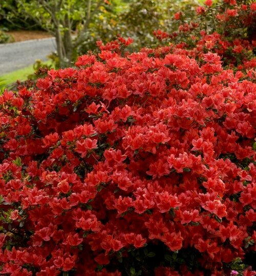 Azalka japonská XL, výška 80/100 cm, v črepníku Azalea japonica