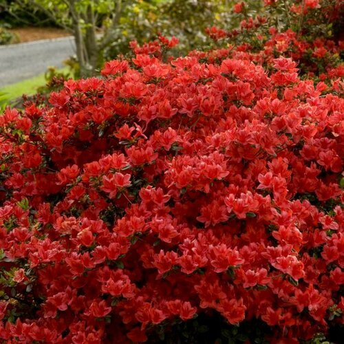 Azalka japonská XL, výška 80/100 cm, v črepníku Azalea japonica