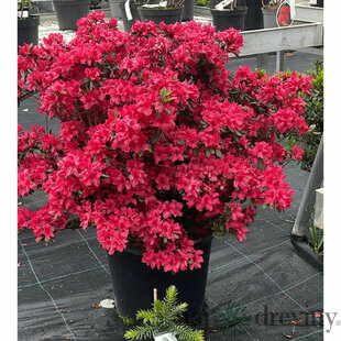 Azalka japonská XXL , výška 90/110 cm, v črepníku Azalea japonica