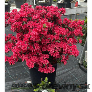 Azalka japonská XXL, výška 90/110 cm, v črepníku Azalea japonica