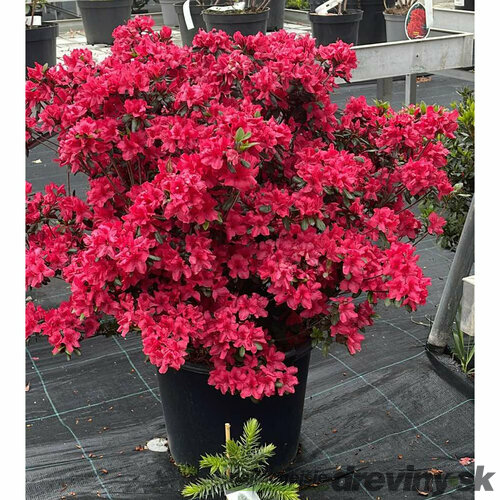 Azalka japonská XXL, výška 90/110 cm, v črepníku Azalea japonica