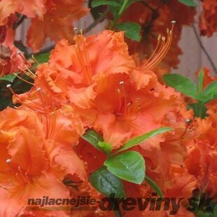 Azalka veľkokvetá Arnesons gem oranžová, v črepníku 20/30 cm Azalea Arnesons gem