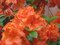 Azalka veľkokvetá Arnesons gem oranžová, v črepníku 20/30 cm Azalea Arnesons gem