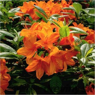 Azalka veľkokvetá Knap Hill - oranžová, výška 60/80 cm, v črepníku Azalea Knap Hill PJM Elite