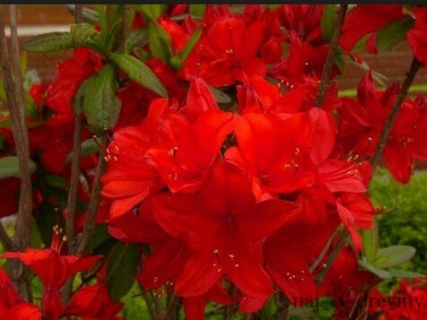 Azalka veľkokvetá Nabucco 60/80 cm, v črepníku Azalea Knap Hill Nabucco