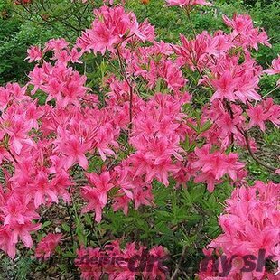 Azalka veľkokvetá Rosy Lights 40/60 cm, v črepníku Azalea Knap Hill Rosy Lights