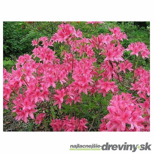 Azalka veľkokvetá Rosy Lights 40/60 cm, v črepníku Azalea Knap Hill Rosy Lights