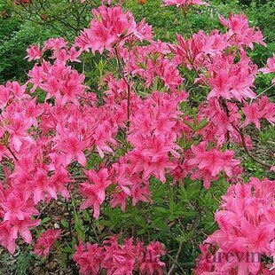 Azalka veľkokvetá Rosy Lights 40/60 cm, v črepníku Azalea Knap Hill Rosy Lights