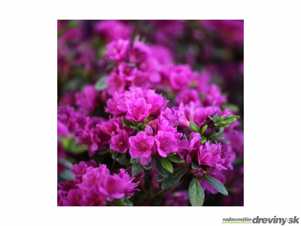 Azalky a rododendróny do okrasnej záhrady