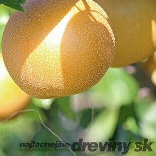 Ázijská hruška ´EARLY SHU´, výška 140/180 cm, 2-ročná, podpník hruška Kaukazská, voľnokorenná Pyrus pyrifolia Early Shu