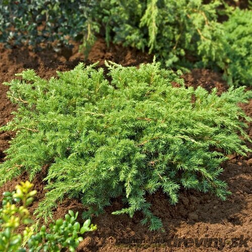 Balík 10 ks Borievka pobrežná Schlager, výška 25/35 cm, v črepníku P9 Juniperus conferta ‘Schlager‘