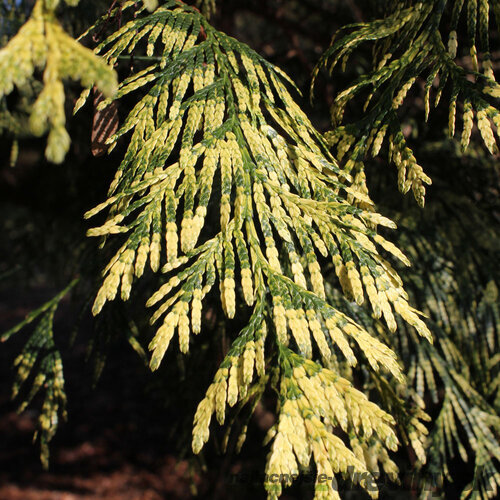 Balík 10ks Tuja riasnatá Zebrina, výška 30/35 cm, v črepníku P9 Thuja plicata