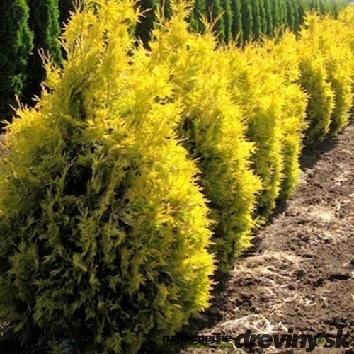 Balík 10ks ! Tuja západná Sunkist, výška 20/25 cm, v črepníku P9 Thuja occidentalis