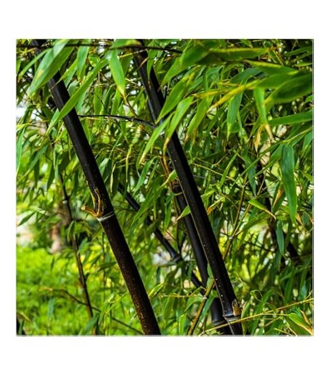 Bambus Fargesia nitida ‘Black Pearl‘ - mrazuvzdorný 60/80 cm v črepníku 3l Fargesia nitida ‘Black Pearl‘