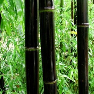 Bambus Nigra 175/200 cm, v črepníku Phyllostachys nigra