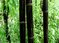 Bambus Nigra 175/200 cm, v črepníku Phyllostachys nigra