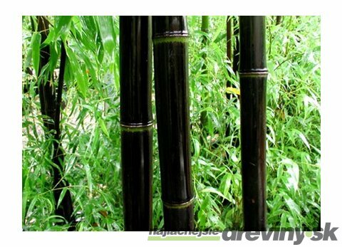 Bambus Nigra 175/200 cm, v črepníku Phyllostachys nigra
