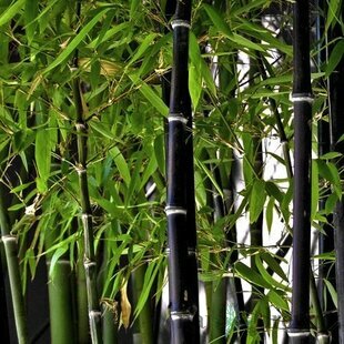 Bambus nigra 30/40 cm, v črepníku Bamboo nigra