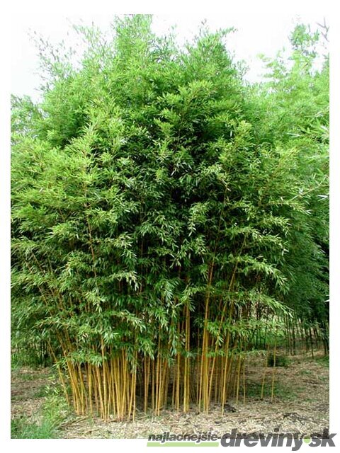 Bambus Phyllostachys Aurea (mrazuvzdorný) 180/220 cm v črepníku 18l Bambus phyllostachys Aurea
