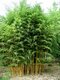 Bambus Phyllostachys Aurea (mrazuvzdorný) 180/220 cm v črepníku 18l Bambus phyllostachys Aurea