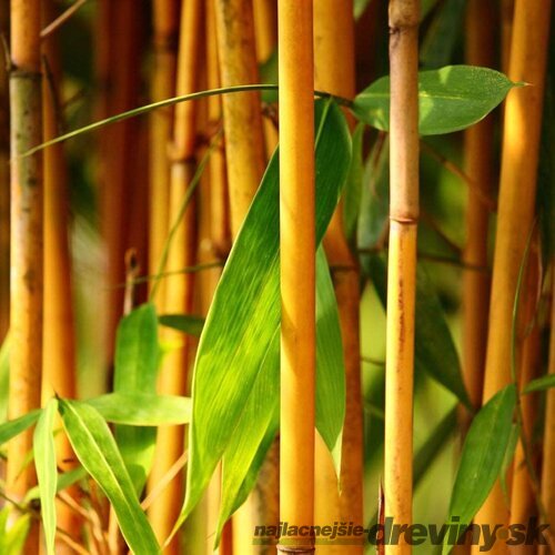 Bambus Phyllostachys Aurea (mrazuvzdorný) 300/350 cm v črepníku 30l Phyllostachys Aurea