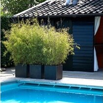 Bambus Phyllostachys Bissetii (mrazvuvzdorný) 180/220 cm, v črepníku 18l Bambus phyllostachys Bissetii