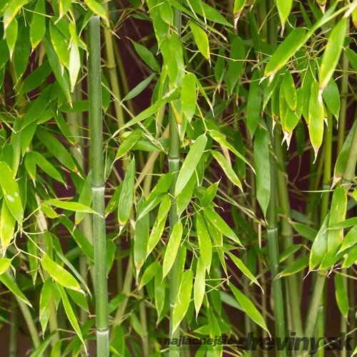 Bambus Phyllostachys Bissetii (mrazvuvzdorný) 350/400 cm, v črepníku 30l Phyllostachys Bissetii