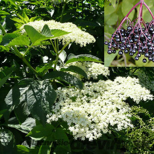 Baza čierna 25/50 cm, v črepníku Sambucus nigra