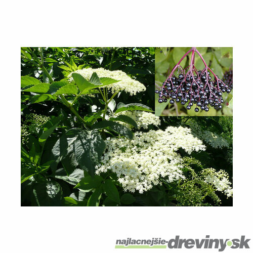 Baza čierna 25/50 cm, v črepníku Sambucus nigra