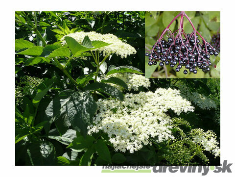 Baza čierna 25/50 cm, v črepníku Sambucus nigra