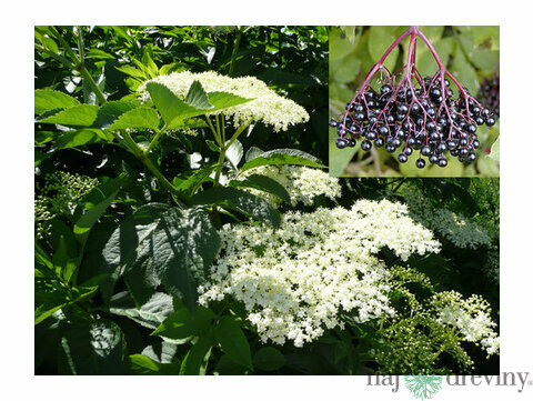 Baza čierna 40/60 cm, v črepníku Sambucus nigra