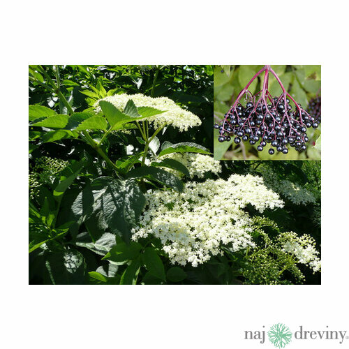 Baza čierna 40/60 cm, v črepníku Sambucus nigra