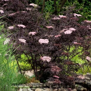 Baza čierna BLACK LACE Eva PBR, na kmienku 120/140, v črepníku Sambucus nigra Black Lace