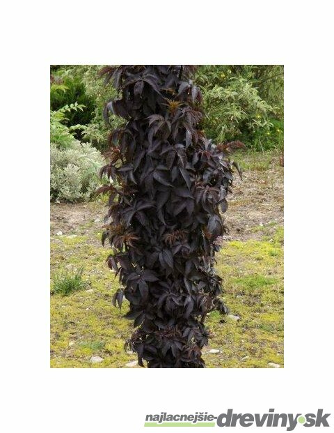 Baza čierna/Black Tower/ stĺpovitá, 30/40 cm, v črepníku 3 litre Sambucus nigra