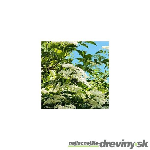 Baza čierna, výška 40/+ cm, v črepníku 4l Sambucus nigra