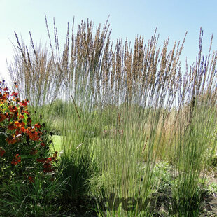 Bezkolenec belasý ´MOORHEXE´, výška 30/40 cm, v črepníku 2l Molinia caerulea MOORHEXE´