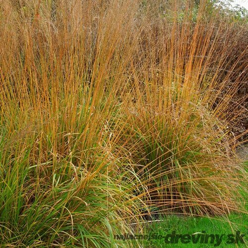 Bezkolenec modrý Karl Foerster, výška 30/40 cm, v črepníku 2l Molinia caerulea Karl Foerster