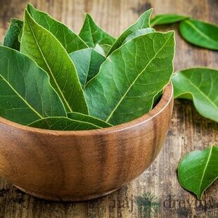 Bobkový list (vavrín pravý) 15 cm, v črepníku Laurus nobilis