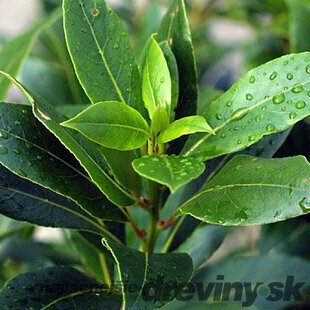 Bobkový list (vavrín pravý)  70/80 cm, v črepníku Laurus nobilis