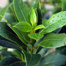 Bobkový list (vavrín pravý) 80/100 cm, v črepníku Laurus nobilis